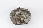 Original Bsa A10 A50 A65 Thunderbolt Lightning 8" Front Brake Plate 67-5556. Fixed Price $42.99.